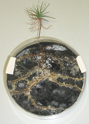 Mycorrhiza at Pine with Chitosan Treatment