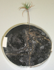 Mycorrhiza at Pine without Chitosan Treatment